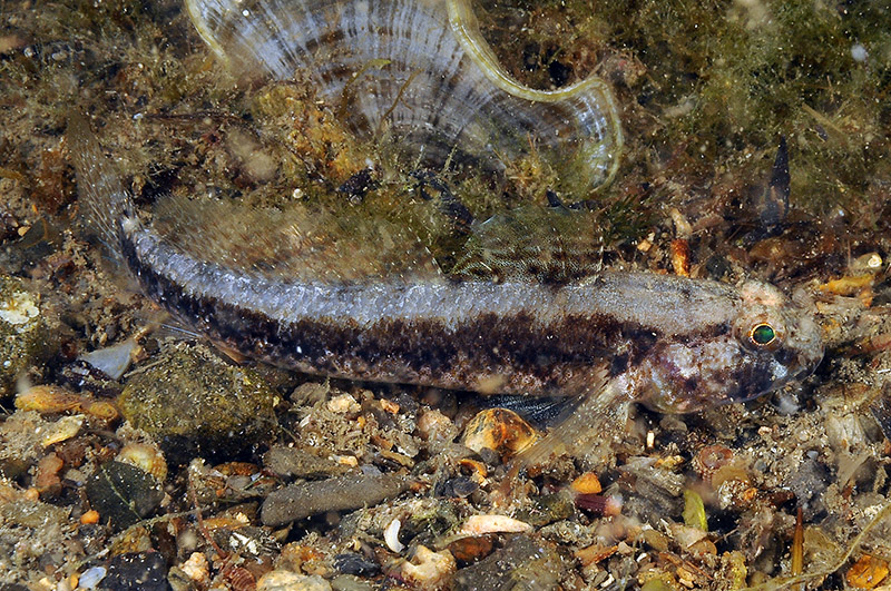 Gobius couchi da Livorno